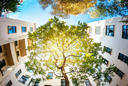 Trees with tall building in the background